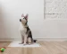 pet care manufacturers