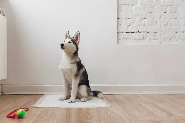 pet care manufacturers