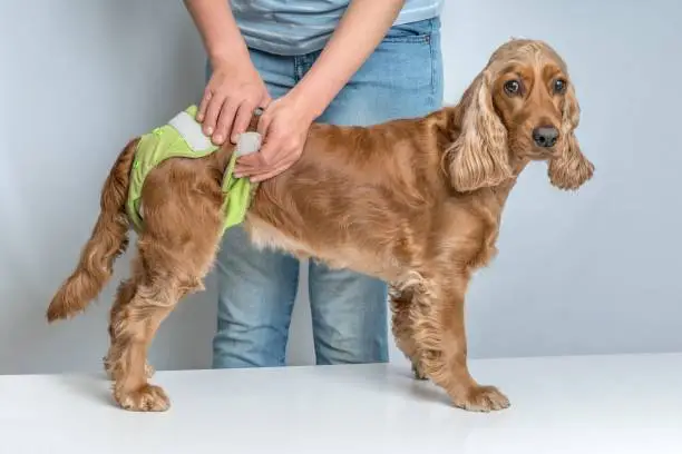 pet supply manufacturers