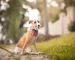 pet dropshipping suppliers