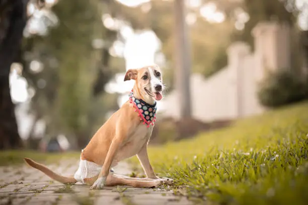 pet dropshipping suppliers