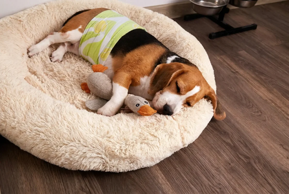 pet care wholesale suppliers